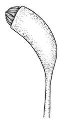 Sanionia uncinata, capsule. Drawn from B.H. Macmillan 92/25, CHR 482383.
 Image: R.C. Wagstaff © Landcare Research 2014 